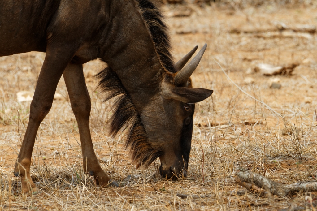 08 - Kruger NP (45).jpg